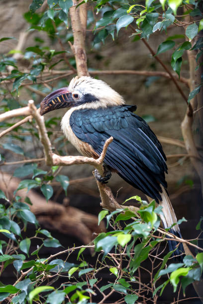istock Visayan Hornbill (Penelopides panini) in the Philippines 1970385351