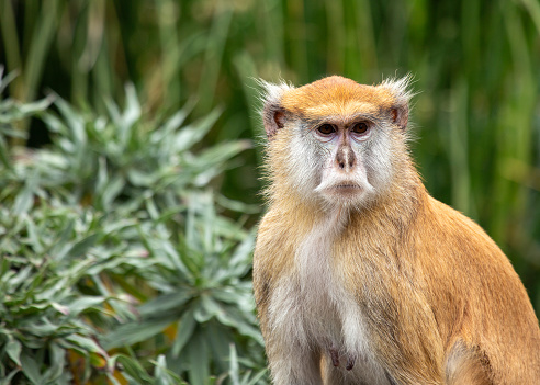 Playful Patas Monkey, Erythrocebus patas, swinging through the savannas of Chad with its long limbs and distinctive red fur.