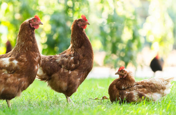 istock Free range happy red chickens walking on grass 1970410819