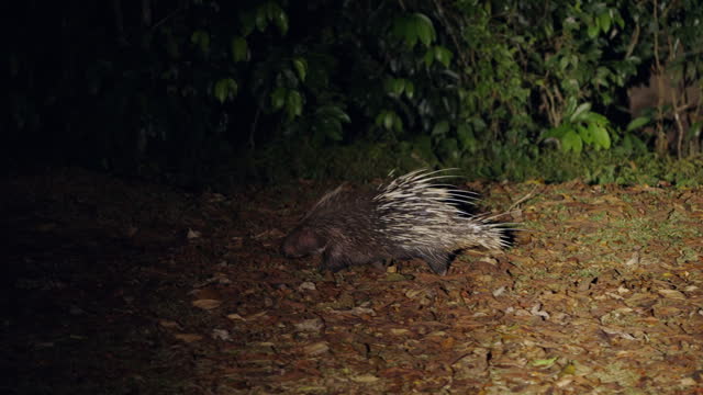 porcupine are walking to searching their food in night, Night safari.