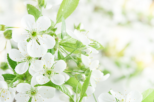 Spring background with white apple or cherry blossoms and wooden background. Easter or Passover spring greeting cards with copy space. Natural plants landscape, ecology, fresh wallpaper concept Mockup