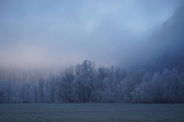 A close-up of a frost-covered tree branch set against the warm glow of a winter sunset. The delicate ice crystals shimmer in the fading light, while the misty background adds a soft, atmospheric feel. The contrast between the cold frost and the golden hues of the sunset creates a serene and captivating scene.