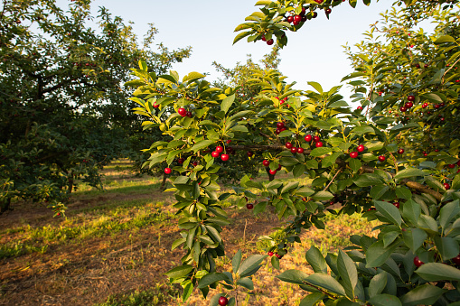 sour cherries on the  tree stick with leaves, in time of harvest in the summer in the orchard.