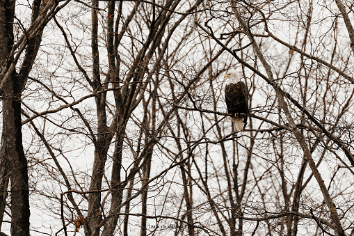 An image of a bald eagle, sitting in a tree.