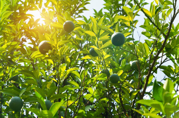 laranjas verdes penduradas nos galhos de uma árvore ao sol - photography branch tree day - fotografias e filmes do acervo