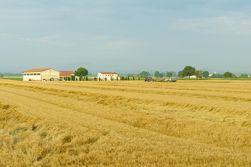 Agricultural landscape. An Italian farm against the backdrop of a wheat field, next to the farm stands agricultural machinery.