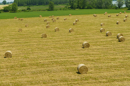 Bales of straw lie on the field. Agricultural concept.