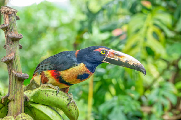colorful Toucan sitting on a banana tree in the jungle