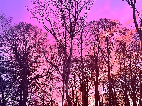 Vibrant Pink Skies as the sunsets over bare trees