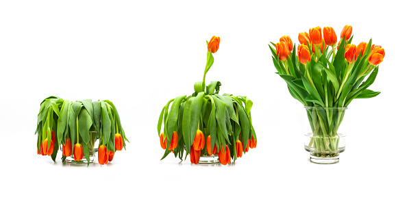 Withered tulips isolated on a white background