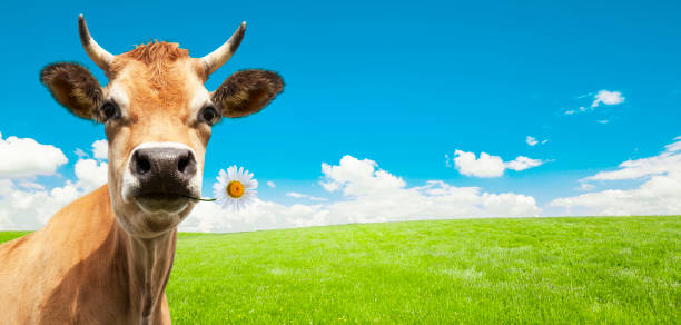 istock Dairy cow with herdsmen on a green meadow 1970437439