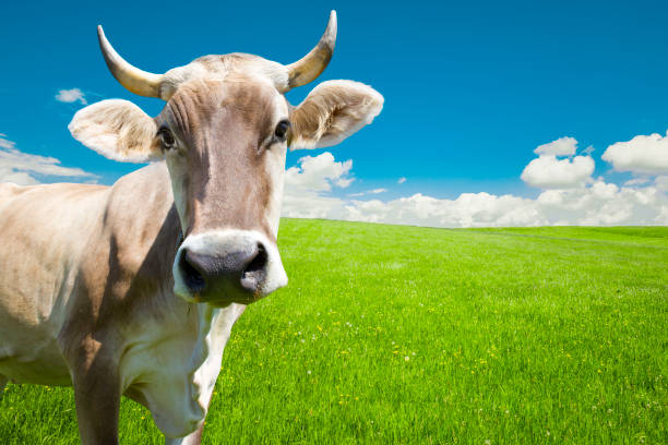 istock Dairy cow with herdsmen on a green meadow 1970437444
