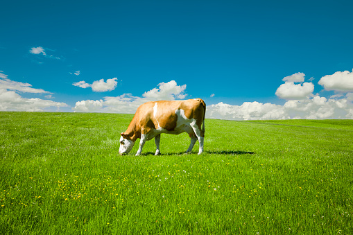 Three cows standing in the green grass in a meadow on a beautiful summer day. The field is surrounded by trees.