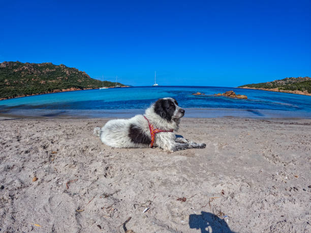 istock Porto Novo beach 1970439592
