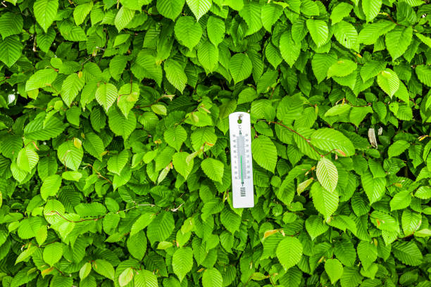 thermometer Thermometer with 15 degrees plus Celsius in a green hedge temperatur stock pictures, royalty-free photos & images
