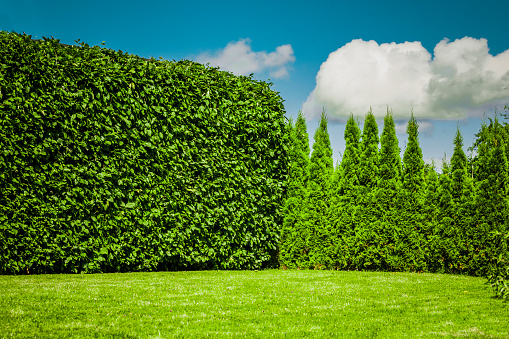 Beech hedge and thuja hedge in one garden