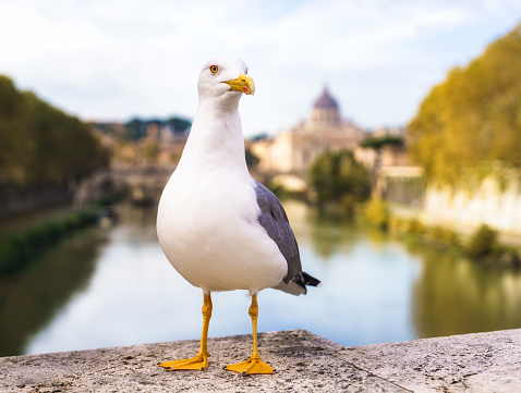 A close-up of a seagull posing on a bridge over the River Tiber in Rome, Italy.