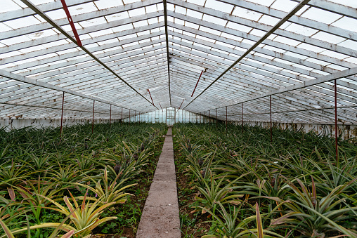 Pineapple plantation in a Greenhouse at Sao Miguel island of the Azores.
