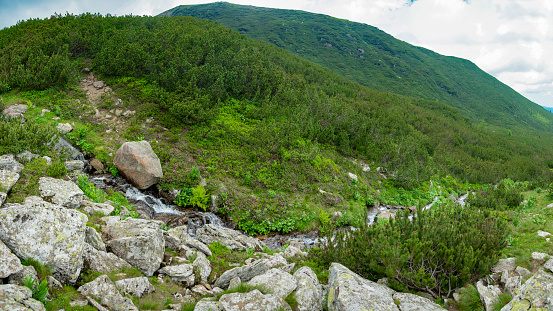 A mountain stream flowing through large boulders through a rocky canyon and forming rapids. The spring flows on an alpine pasture, with numerous juniper bushes on it. Cindrel Mountains, Romania