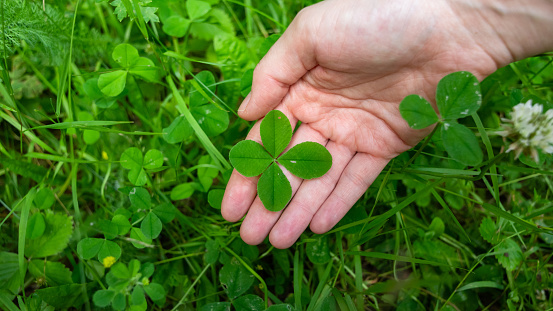 A hand holds a vibrant four-leaf clover, symbolizing luck. Against a green backdrop, the clover evokes hope and belief in its charm.