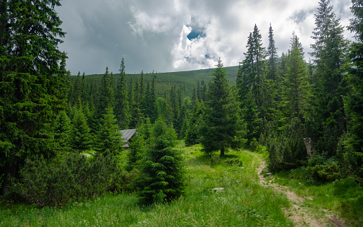 A footpath winding along coniferous trees, through a grassy pasture with a hiking shelter in it. The rooftop of the cabin can be seen through the spruce trees. Cindrel Mountains, Carpathia, Romania.