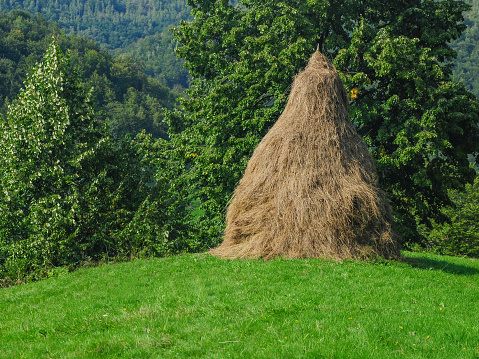 Rural gardens near the forest, on the hills Sureanu Mountains. The hay has been arranged in haystacks and it is waiting to dry. Rural farming in Eastern Europe, Carpathia, Romania.