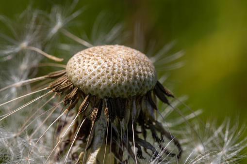 Dandelion Macro