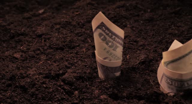 Hundred dollar bills planted in the ground. Close-up. Agricultural business concept, agribusiness. Earning money to cultivate the land and receive a rich harvest and profit from sales.