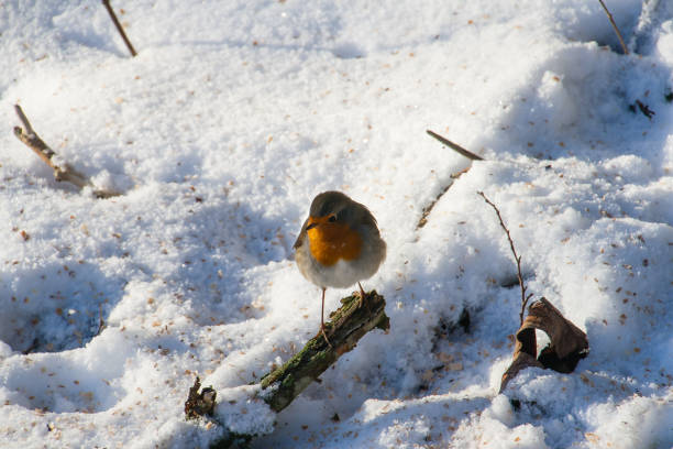 Robin shivering in the snow, perched on a small branch