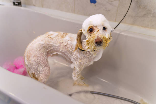A cute little dog taking a bubble bath