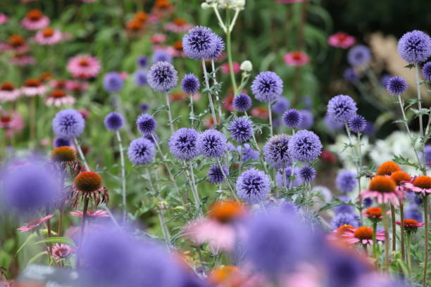 istock Echinops Ritro Globe thistle 'Veitch's Blue' in flower. 1970521987