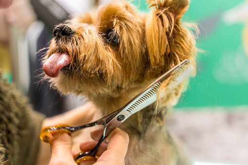 Happy dog   don't afraid of hair cutting in grooming salon. Professional groomer handle with pets, enjoying working with animals.