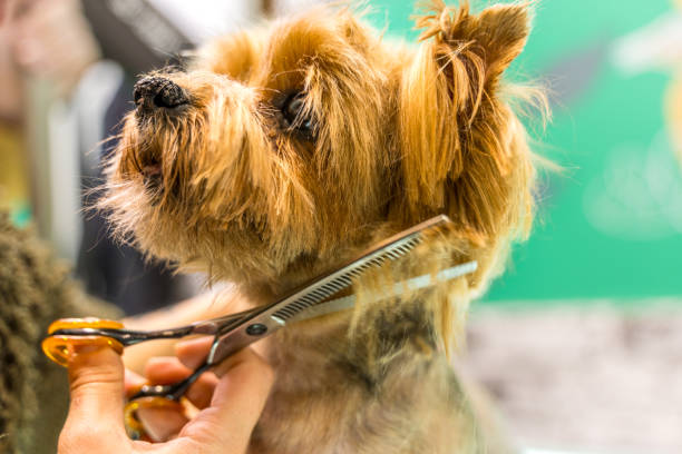 Little  dog in a dog beauty salon