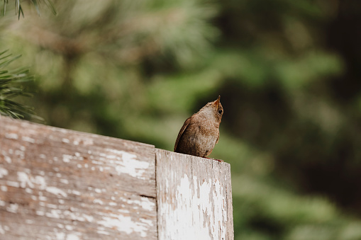 A beautiful house wren perched on a door. Shot with a Canon 5D Mark lV.
