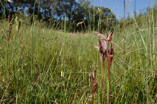 Natural wide-angle closeup on the red colored Long-lipped tongue orchis, Serapias vomeracea in a meadow
