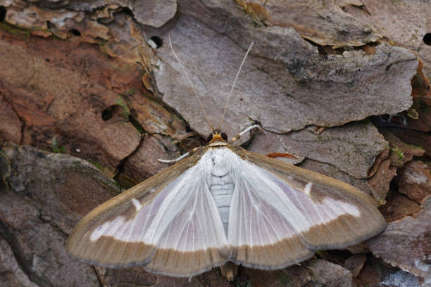 istock Closeup on a bright white box tree moth , Cydalima perspectalis, a pest species for buxus gardeners 1970546731