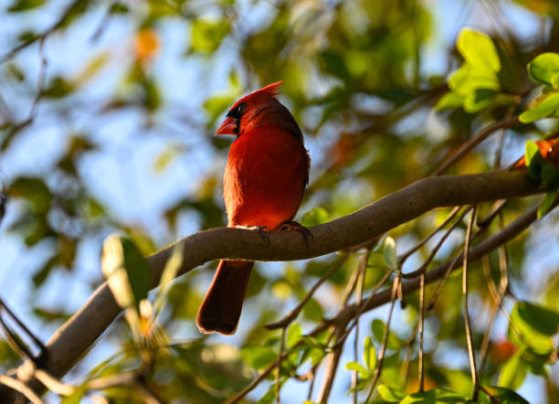 istock Low angle shot of a northern cardinal bird perched on a tree limb 1970546735