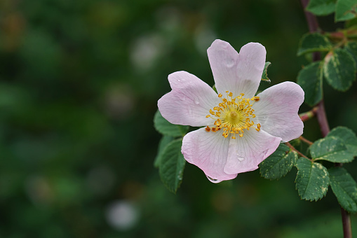 Vertical closeup on a white flower of a blooming dog rose, Rosa canina