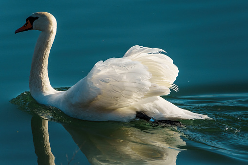 A swan gracefully gliding in river near shore with wings spread out