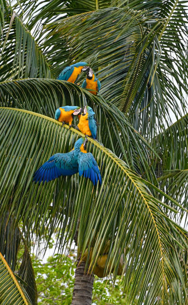 istock Vertical shot of vibrant macaws perched on a palm tree in a lush tropical setting 1970547804