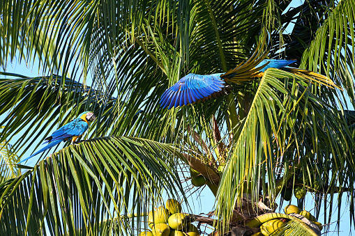 A low angle shot of vibrant macaws perched on a palm tree in a lush tropical setting