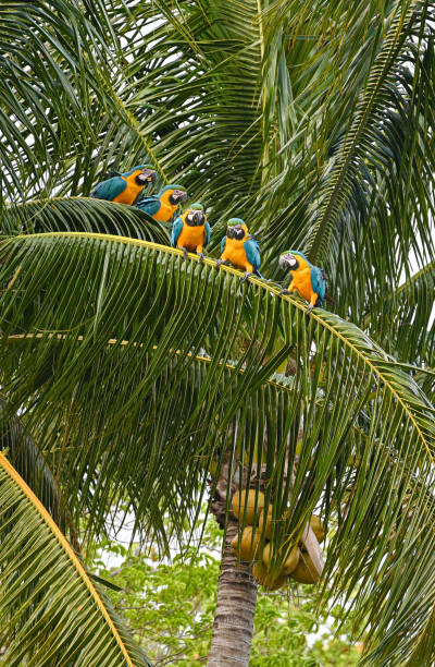 istock Vertical shot of vibrant macaws perched on a palm tree in a lush tropical setting 1970548855