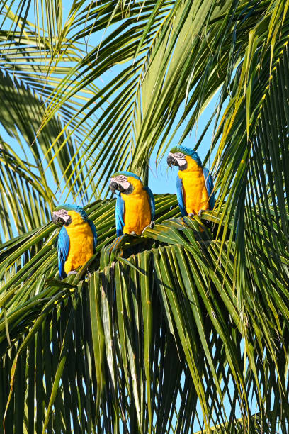istock Vertical shot of vibrant macaws perched on a palm tree in a lush tropical setting 1970549969