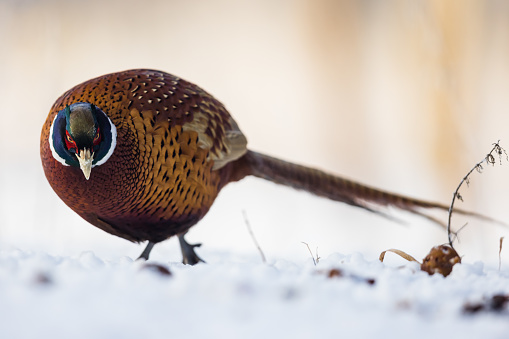 Male pheasant in a winter orchard.