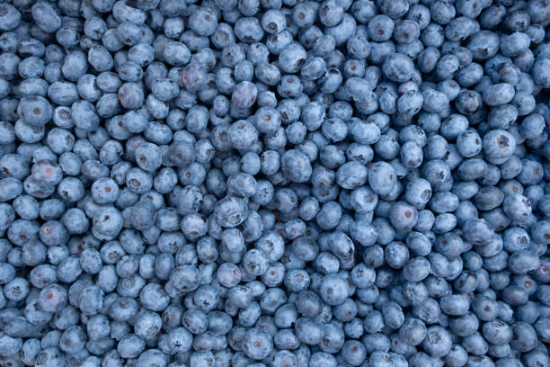 istock Lots of Fresh Delicious Blueberries 1970552593