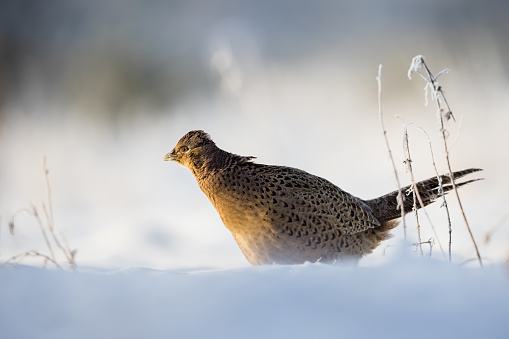 Female pheasant in a winter orchard.