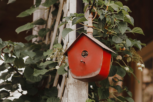 Two beautiful little house wrens sitting on a red birdhouse. They build their nest in this little house every spring. Shot with a Canon 5D Mark lV.