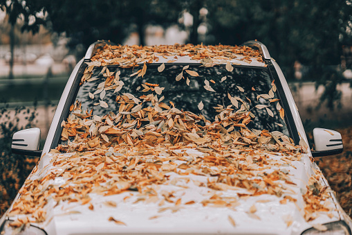 Autumn yellow leaves fallen on bumper and windshield of car, leaf fall