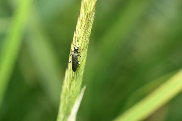 A beetle with long antennae called the green beetle rests on a plant leaf.