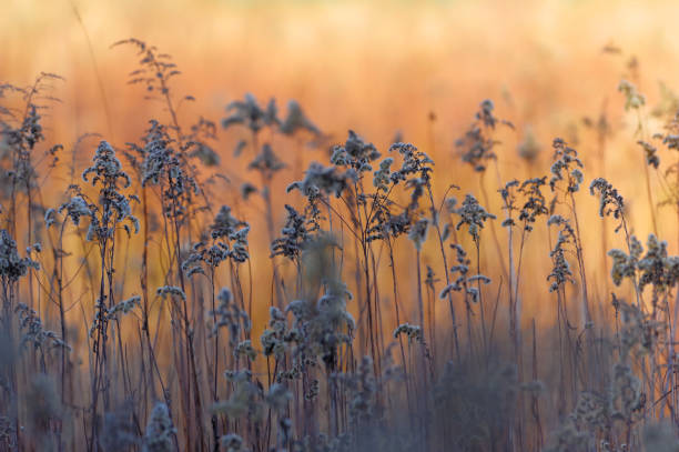 istock Beautiful spring, natural background in the morning. 1970565930